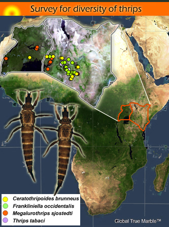 Economic important thrips of East Africa