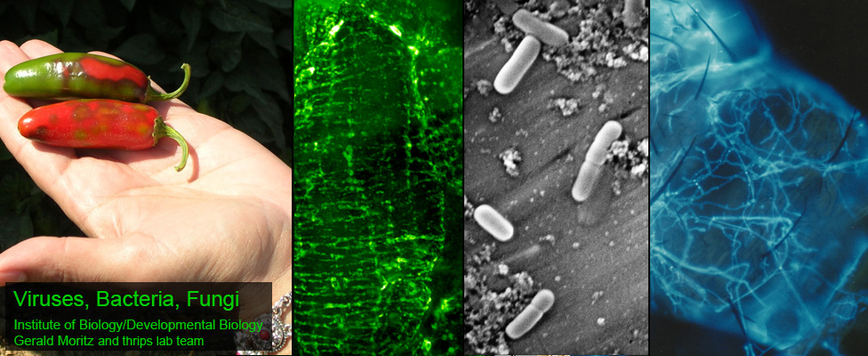 Thrips microbiome - viruses, bacteria and fungi