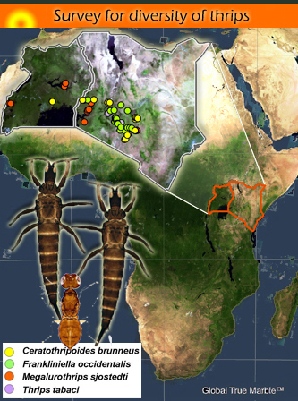 Economic important thrips of East Africa