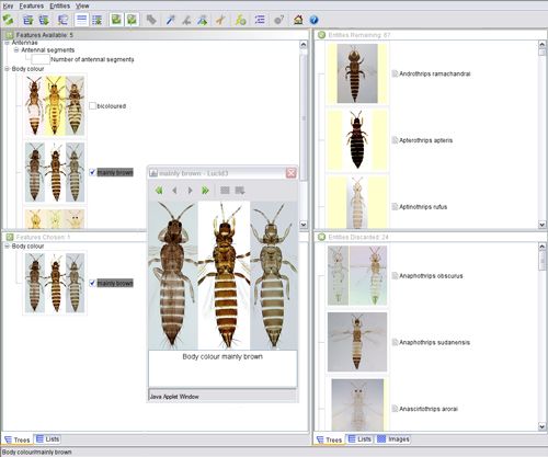 enter number of antennal segments: "8"