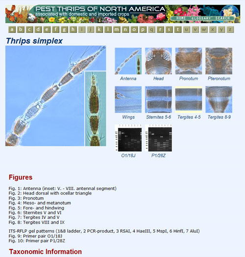 fact sheet fusion data file: Thrips simplex