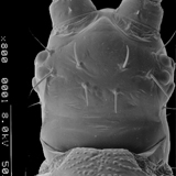 Frankliniella occidentalis: larval head