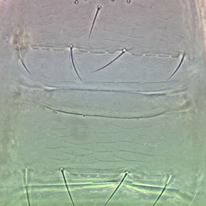 Factsheet - Frankliniella williamsi