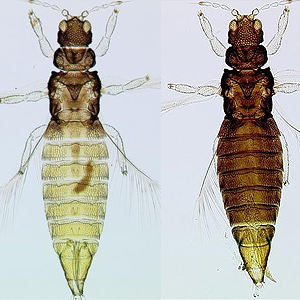 Factsheet - Heliothrips haemorrhoidalis