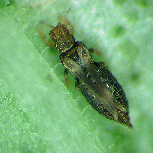 Factsheet - Hercinothrips femoralis