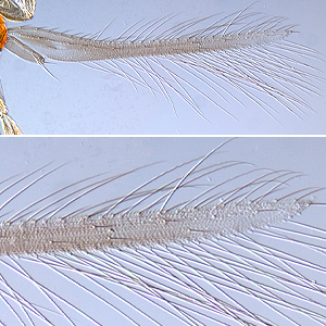 Factsheet - Scirtothrips aurantii