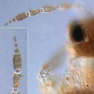 Factsheet - Synaptothrips distinctus